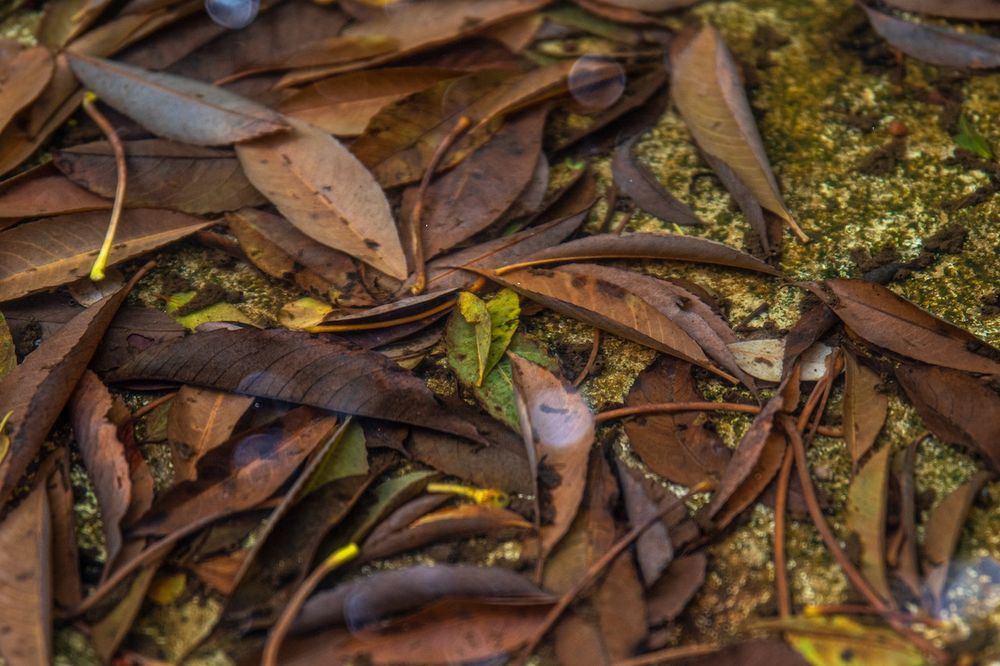 Garden Waste Disposal
