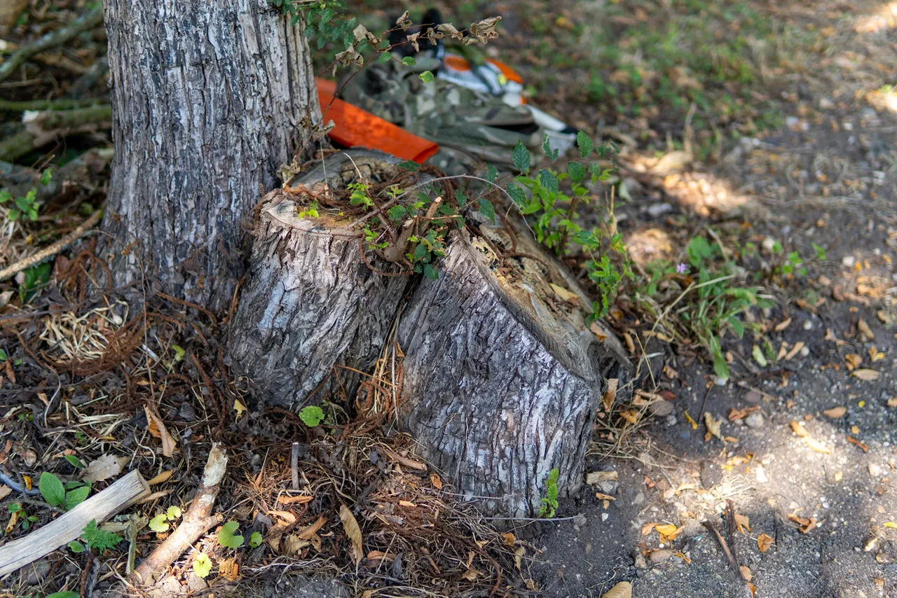 Tree Stump