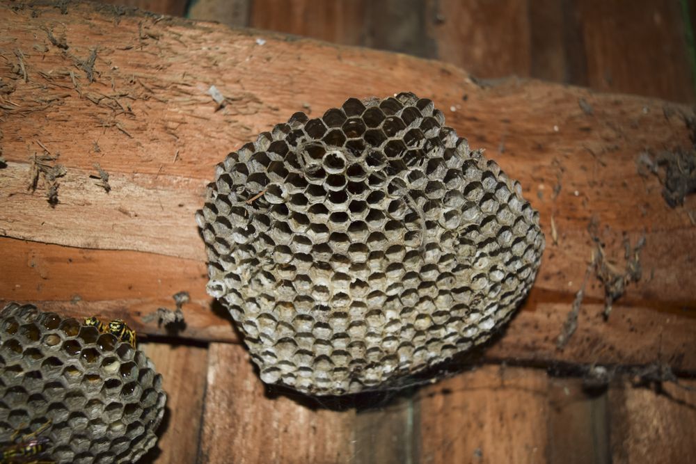 The Benefits Of Professional Wasp Control