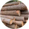 Large Logs