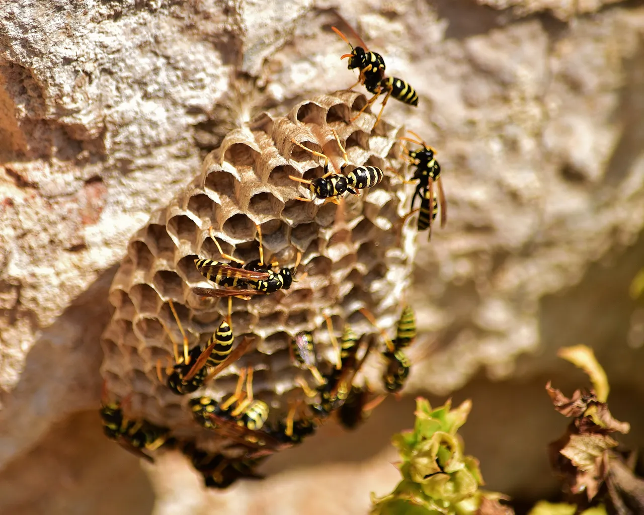 Wasp Nest