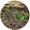 Garden Waste