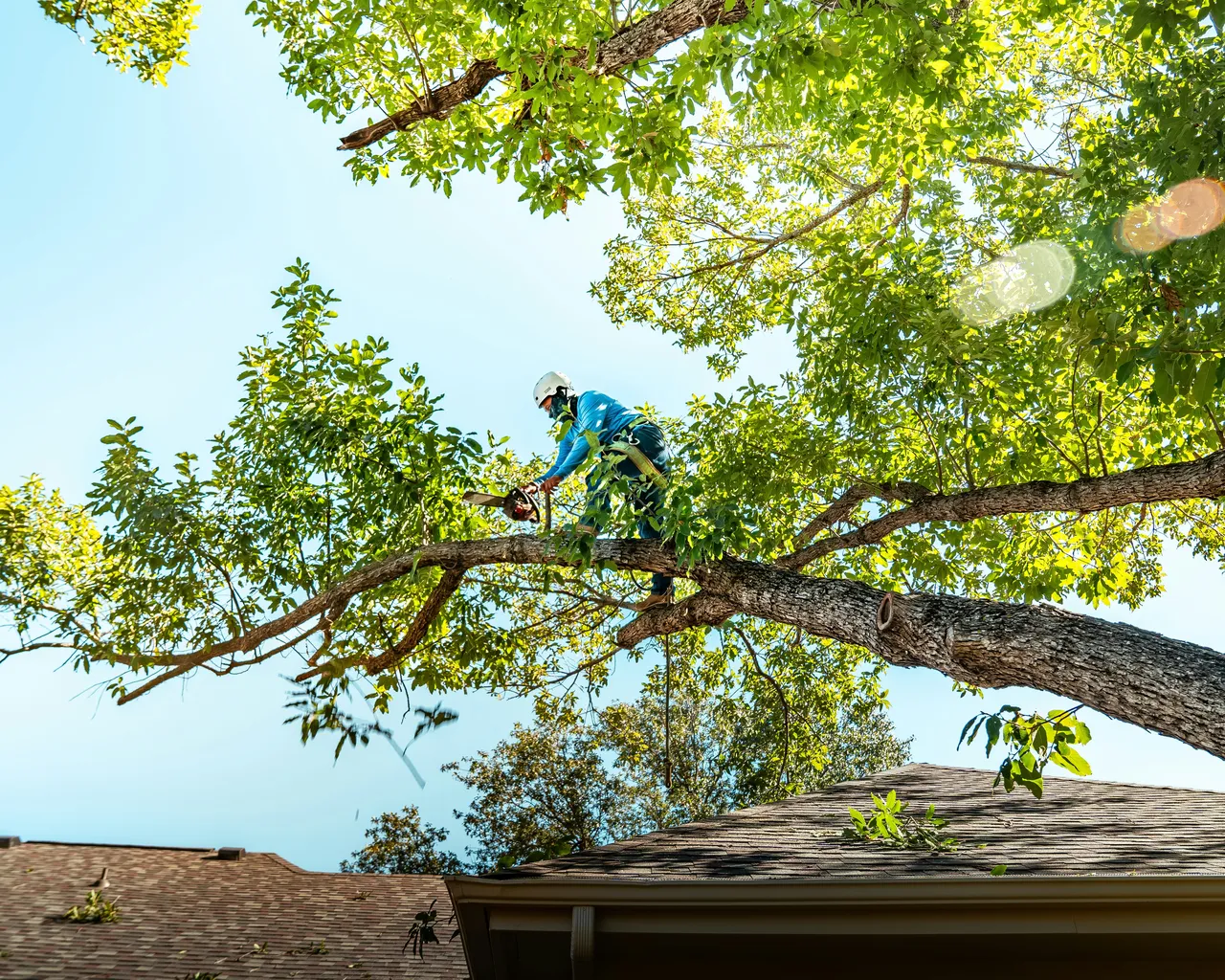 Tree Surgeon In Tree