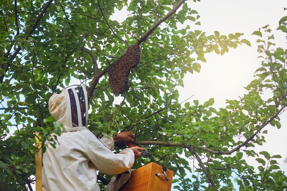 Emergency Wasp Nest Removal